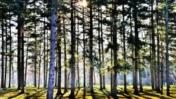 Find cheap flights to Serbia