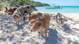 Akomodasi liburan di Exuma