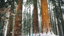 Sequoia National Park hotel