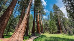 Akomodasi liburan di Sequoia National Park