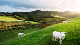 Akomodasi liburan di South Island