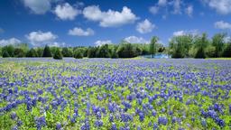 Temukan Tiket Murah ke Texas