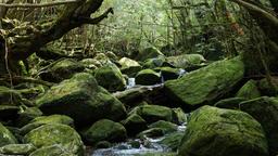 Sewa mobil di Yakushima