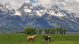 Hotel dekat Bandara Jackson Hole