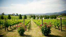 Akomodasi liburan di Yarra Valley