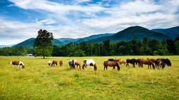Temukan Tiket Murah ke Tennessee