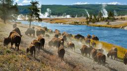 Akomodasi liburan di Yellowstone National Park