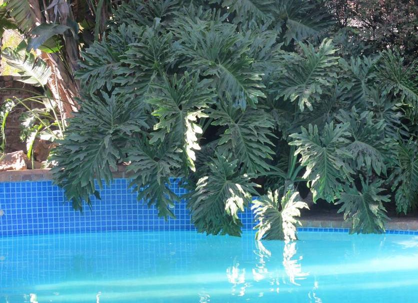Kolam Foto
