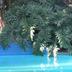 Kolam