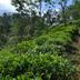 Pemandangan luar