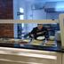 Dapur