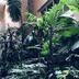 Pemandangan luar