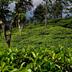 Pemandangan luar