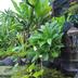 Pemandangan luar