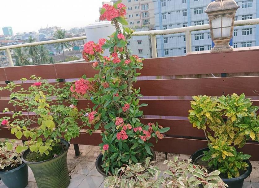 Balkon Foto