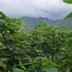 Pemandangan luar