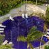 Kolam
