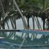 Kolam