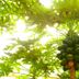 Pemandangan luar