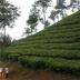 Pemandangan luar